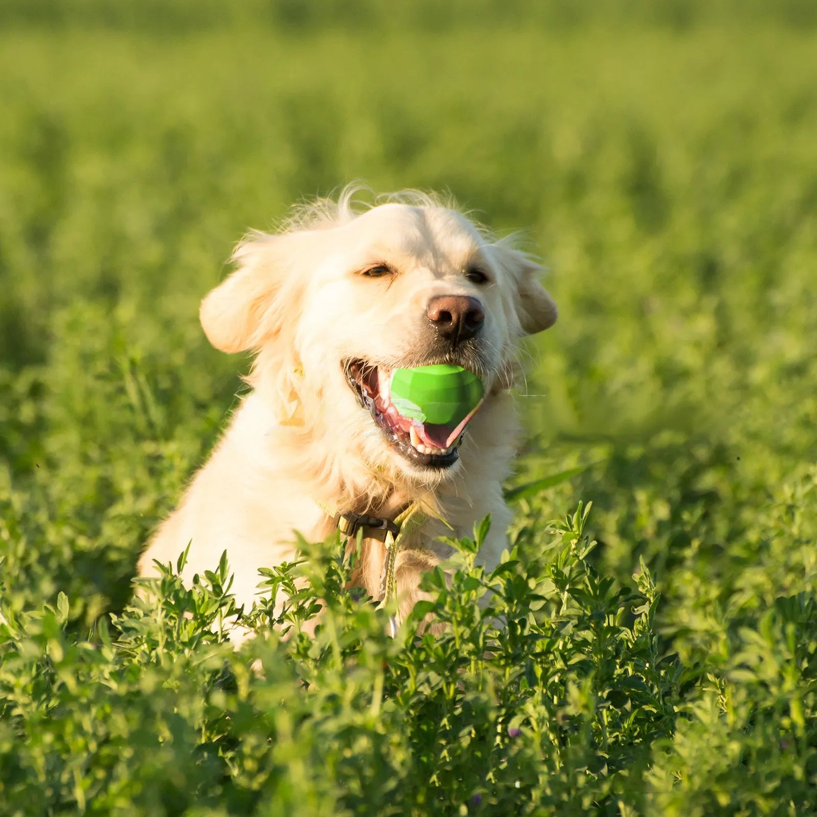 Green natural rubber squeaky chew ball dog toy for large breed aggressive chewers