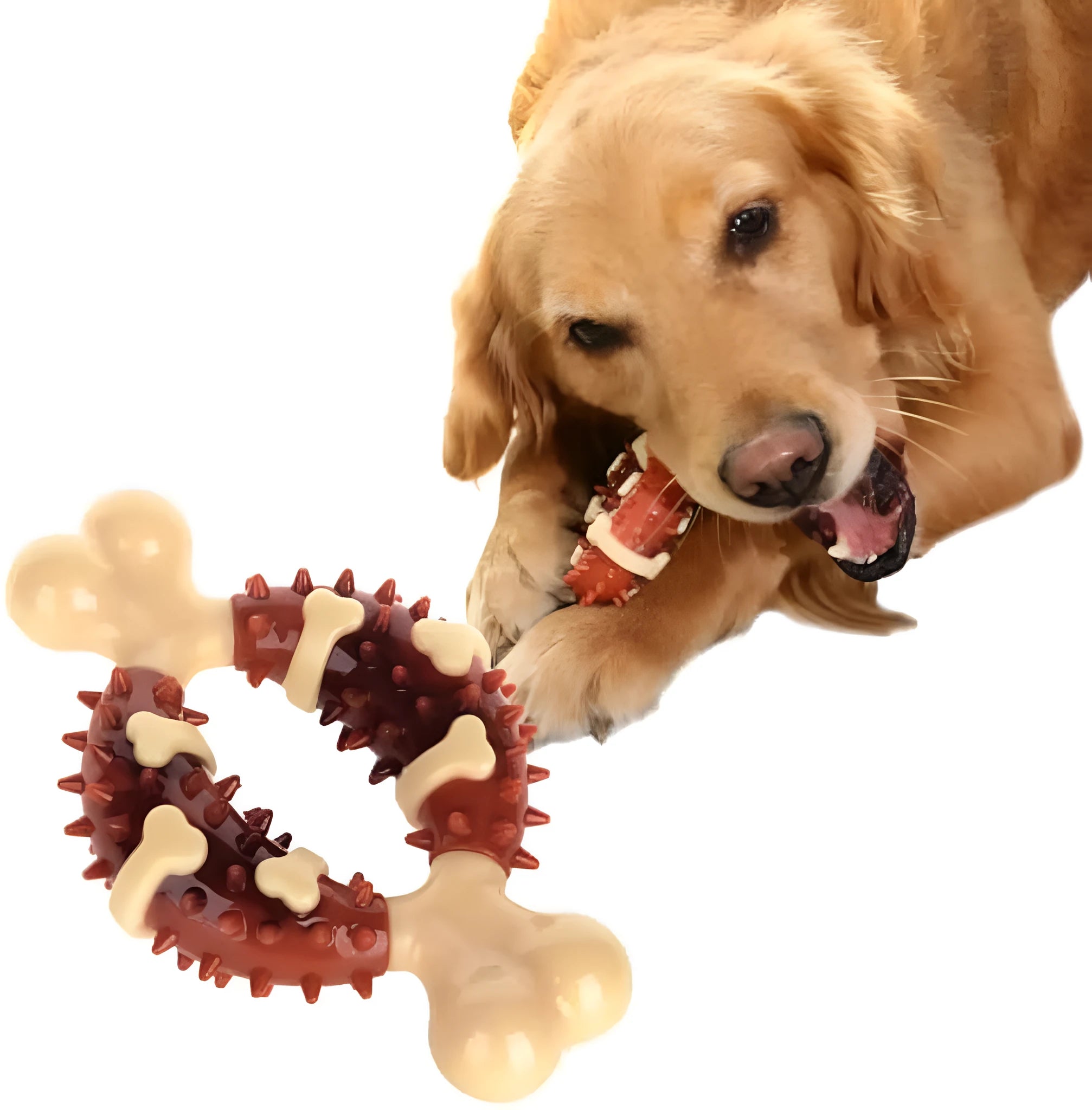 Natural rubber bone-shaped dog chew toy for dental health and anxiety relief in two sizes