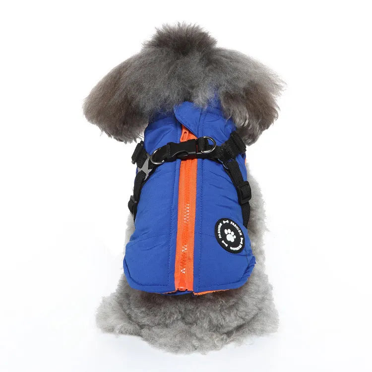 Dog wearing a blue chest strap jacket with cotton padding and a secure buckle fastening.