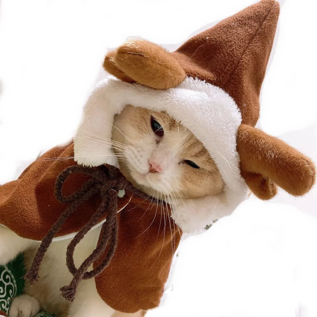 Red cloth cloak shawl on a small dog, showing festive pet clothing.