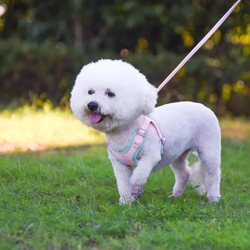 Adjustable suede dog harness and leash set in blue yellow colour for small to large dogs