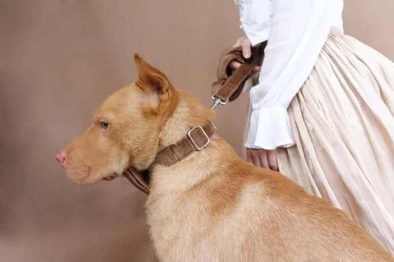 Green nude velvet adjustable pet collar on a light background, with polyester construction and scalable buckle