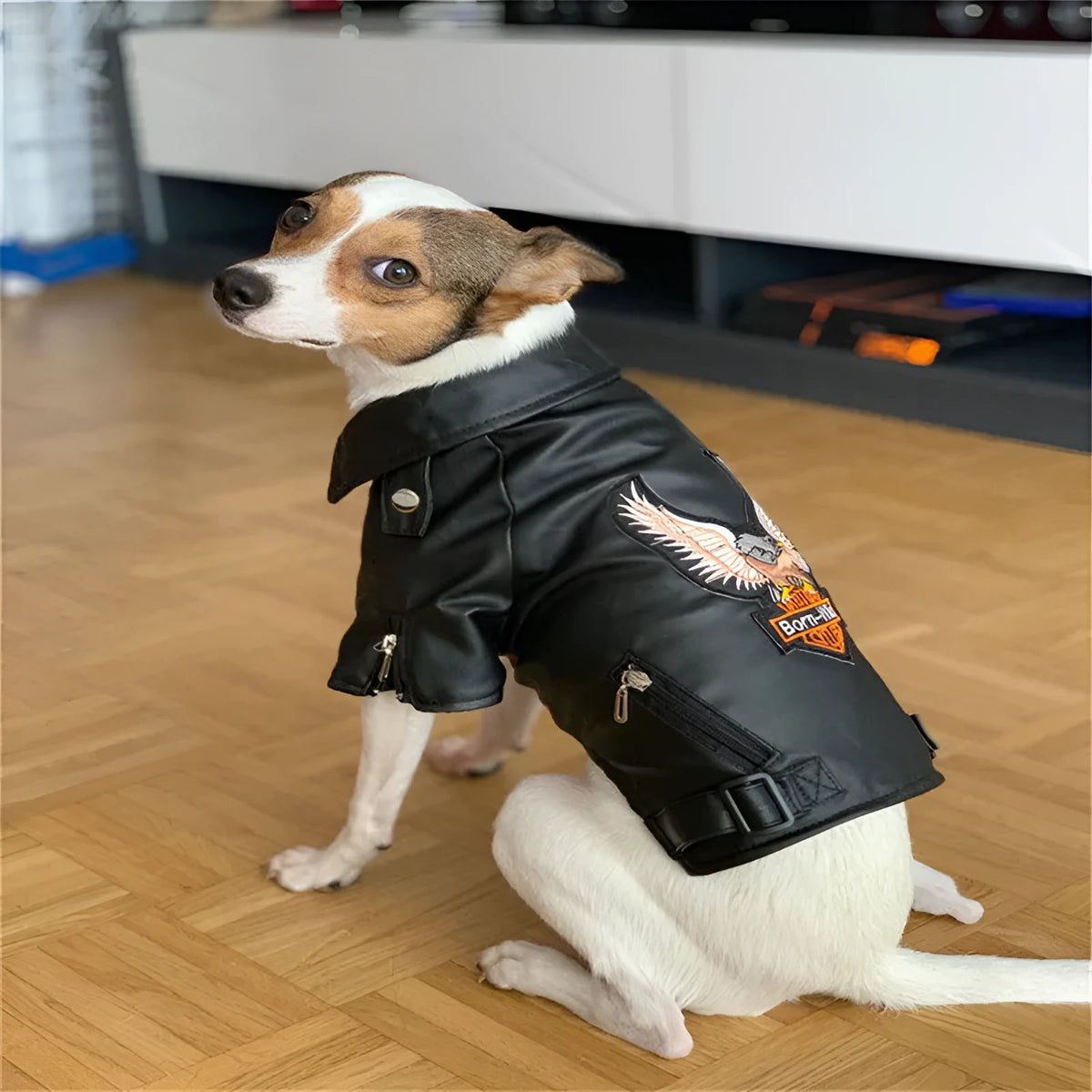 Small dog wearing an embroidered eagle faux leather jacket in chocolate brown, standing on a wooden floor