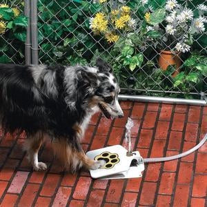 Outdoor dog water fountain with paw pad activation in durable steel construction