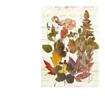 Herbarium series DIY plant stickers pack of 10, featuring durable pet+art paper and white ink designs