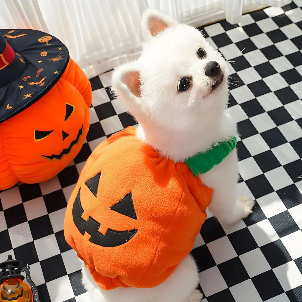 Pumpkin plush Halloween costume on small dog with pullover design and bright orange colour