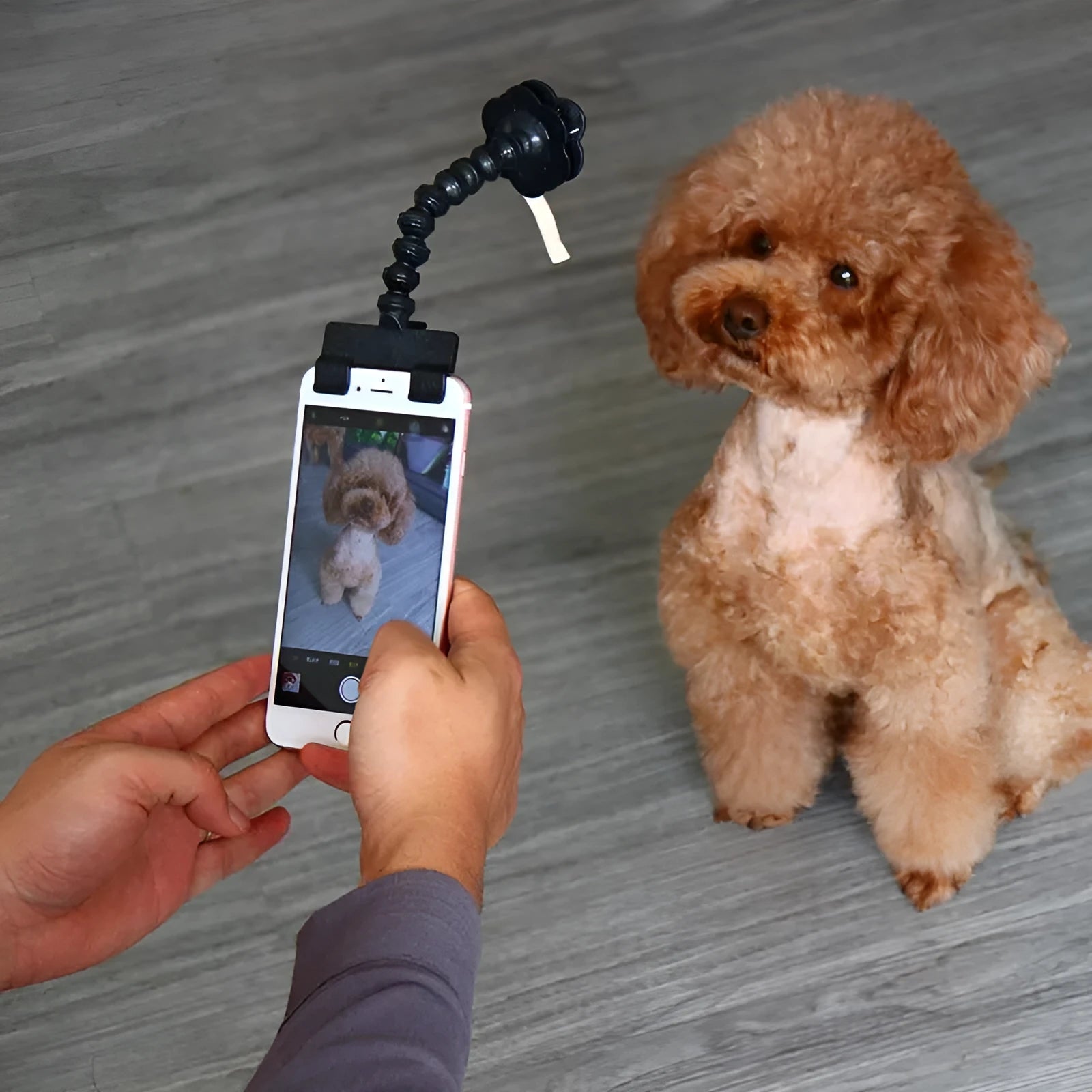 Pet selfie stick with adjustable smartphone clip for dog and cat photography