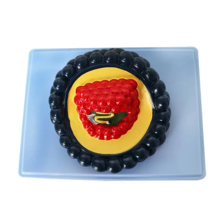 Black PVC virus biological model for medical teaching measuring 20x15x7 cm