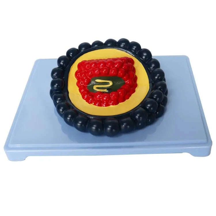 Black PVC virus biological model for medical teaching measuring 20x15x7 cm