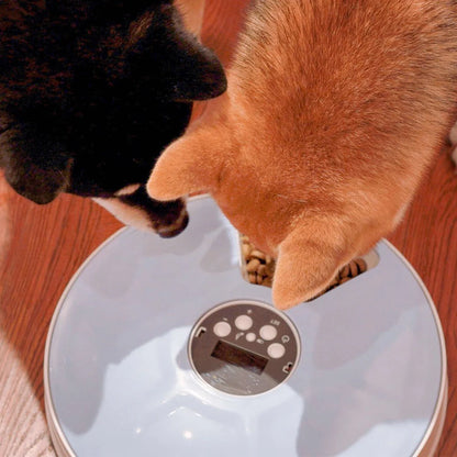 Automatic pet feeder with 6 meal trays and voice recorder for cats, dogs, and rabbits