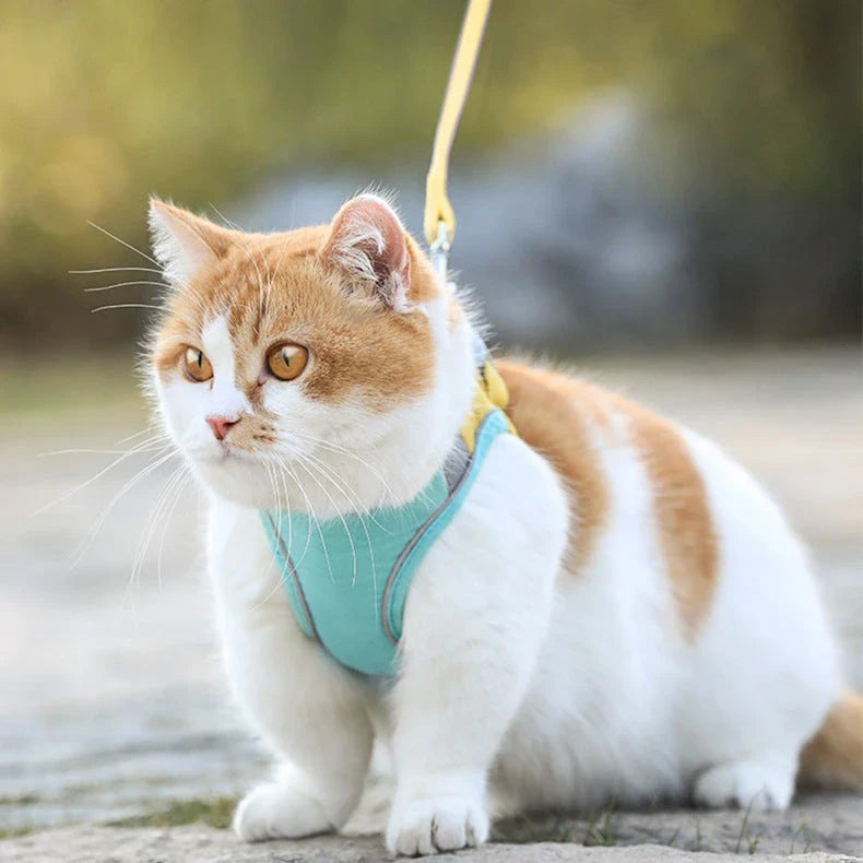 Premium suede cat harness in stylish British-inspired design, perfect for safe outdoor adventures with your feline friend.