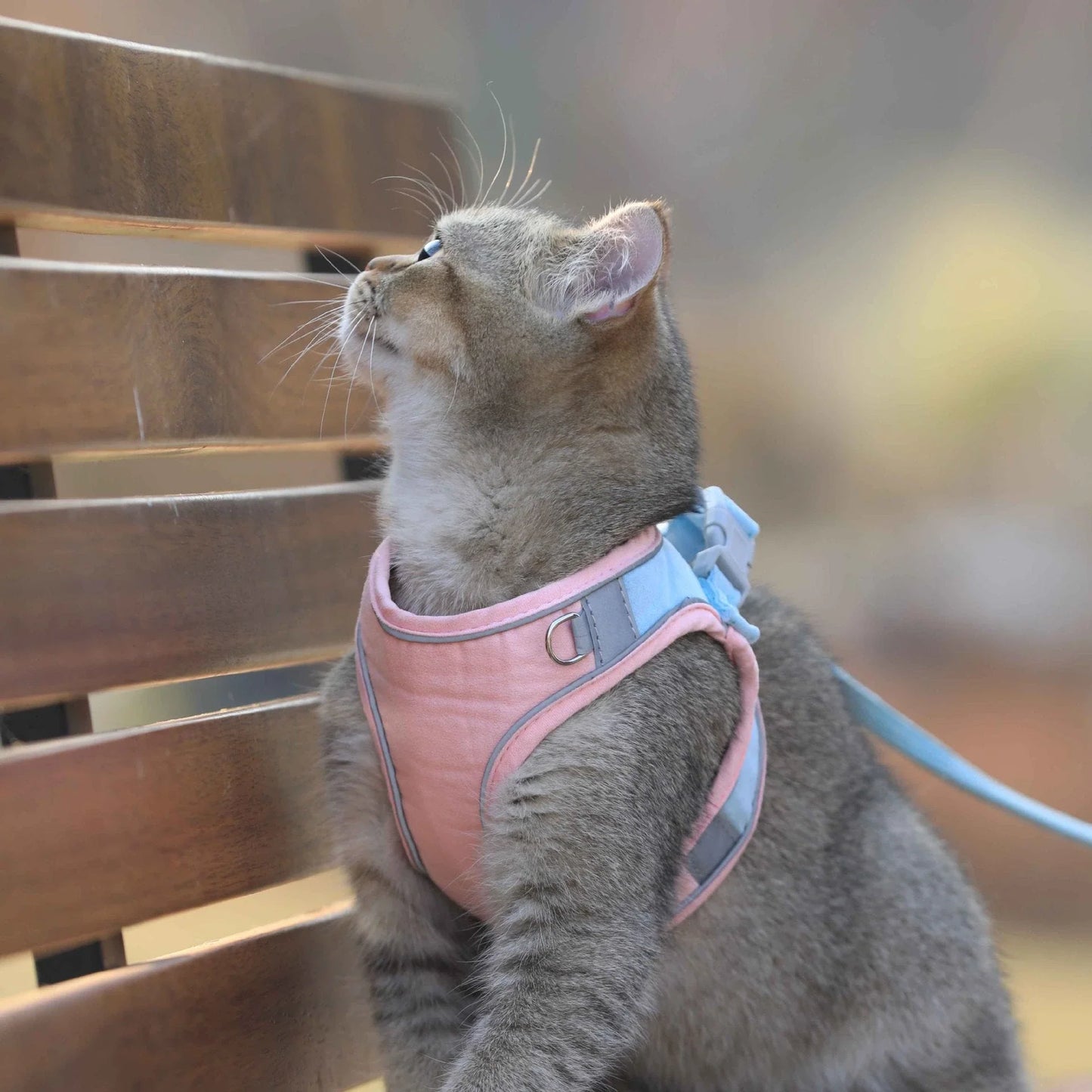 Premium suede cat harness in stylish British-inspired design, perfect for safe outdoor adventures with your feline friend.