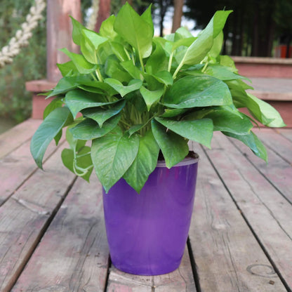 Strongwell Nordic Hydroponics Flower Pot in various colours with automatic watering system