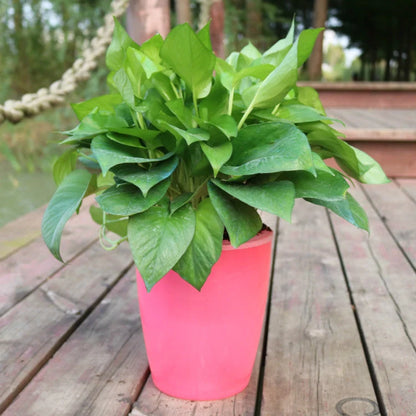 Strongwell Nordic Hydroponics Flower Pot in various colours with automatic watering system