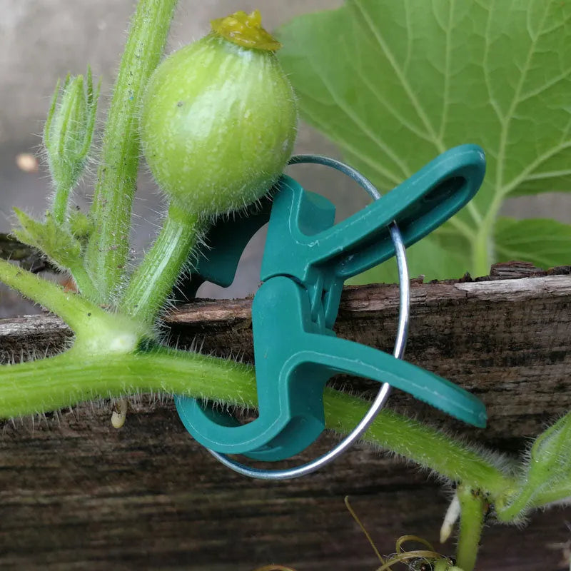 Green plastic and zinc plant fixing clips in large and small sizes for climbing plants.