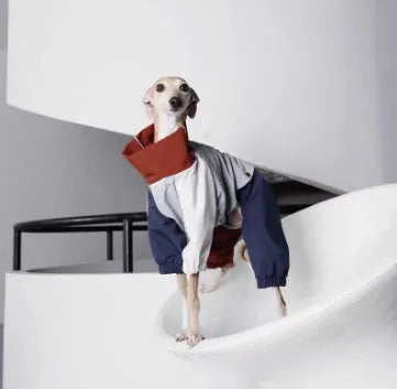 Blue four-legged polyester dog jacket on a medium-sized dog, outdoor setting