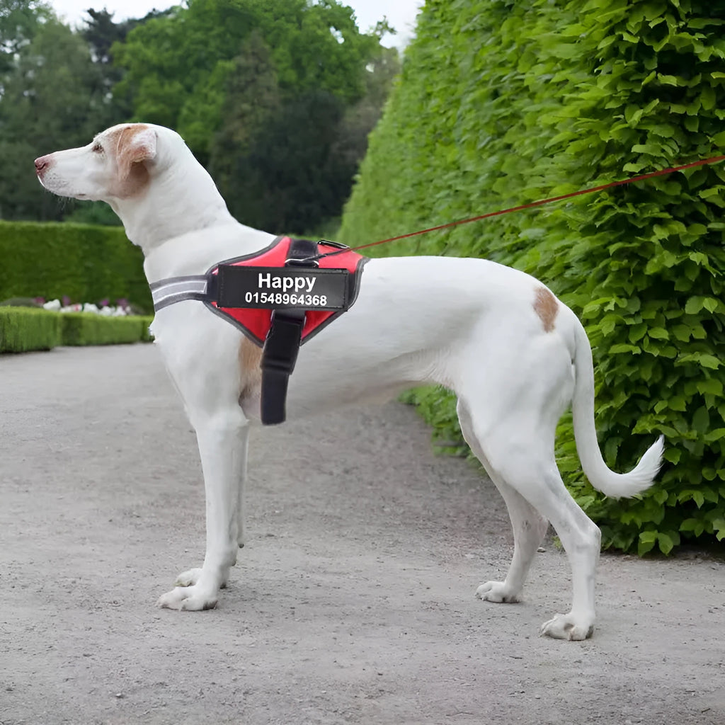 Personalised reflective nylon no-pull dog harness vest shown in a colour option, featuring adjustable straps and a patch panel.