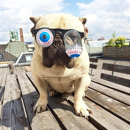 Pet wearing funny spring glasses with round lenses and ultra-thin alloy frames