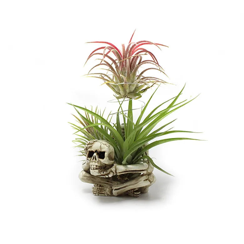 Gothic skull-shaped resin bracket for Tillandsia air plants on a wall.