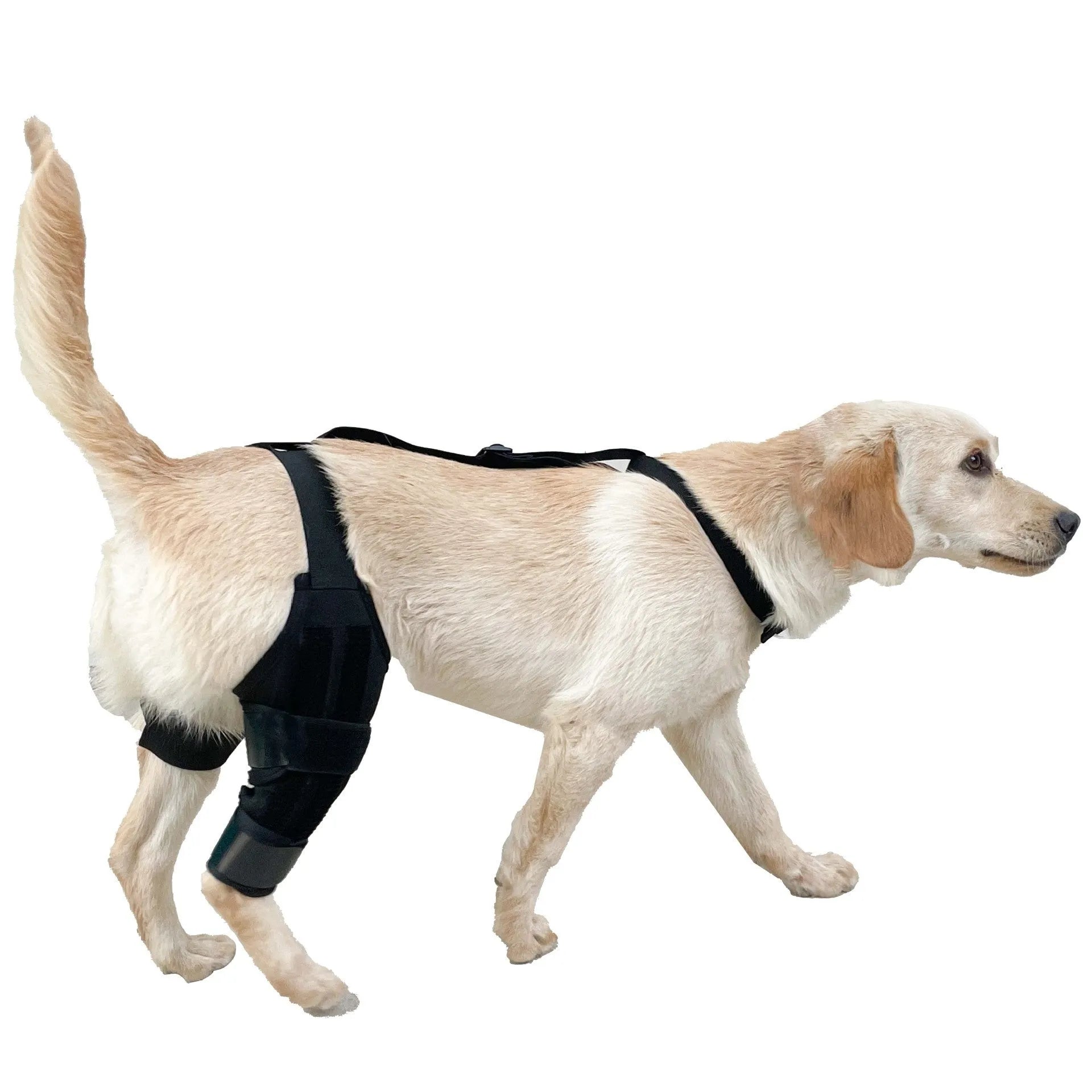 Neoprene dog hind leg knee brace assist strap in collar black colour showing adjustable design for pet leg support