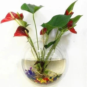 Wall-mounted transparent acrylic fish bowl in various sizes for space-saving aquatic displays