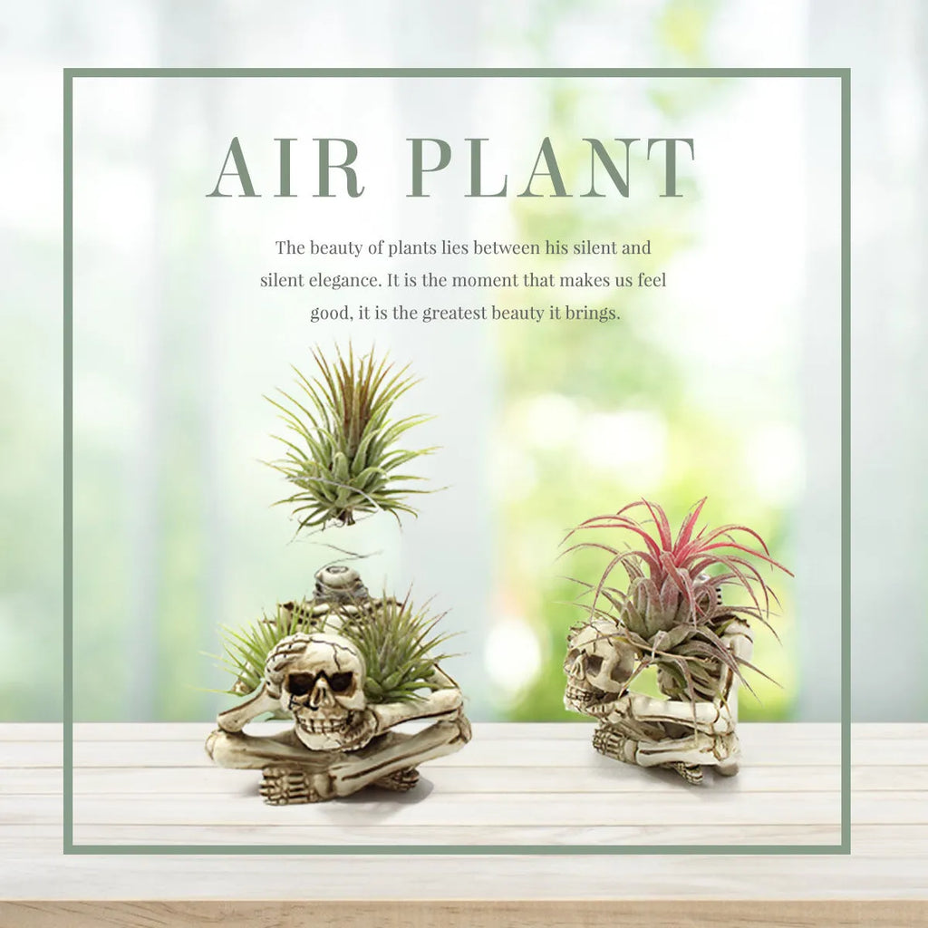 Gothic skull-shaped resin bracket for Tillandsia air plants on a wall.