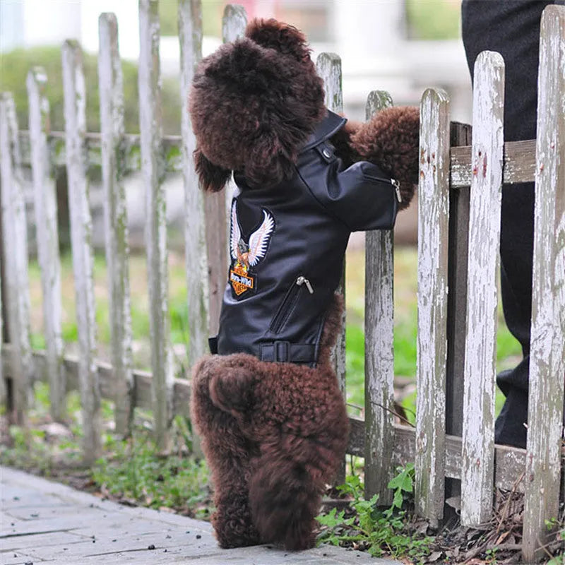 Small dog wearing an embroidered eagle faux leather jacket in chocolate brown, standing on a wooden floor