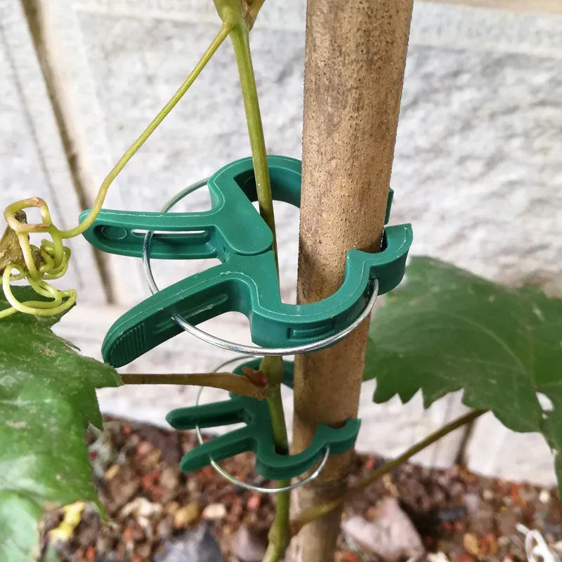 Green plastic and zinc plant fixing clips in large and small sizes for climbing plants.