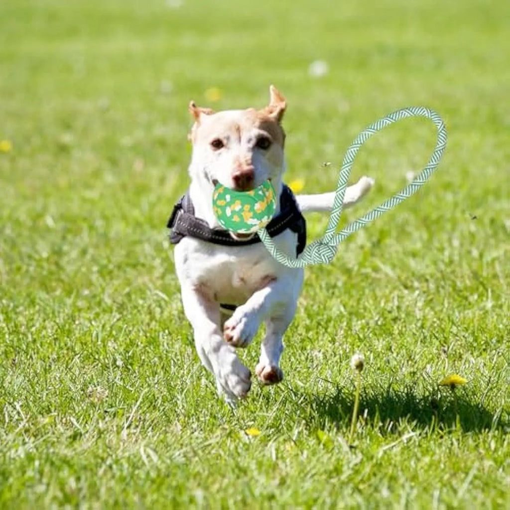 Natural rubber dog ball toy with a blue nylon rope attached for fetch and tug games.