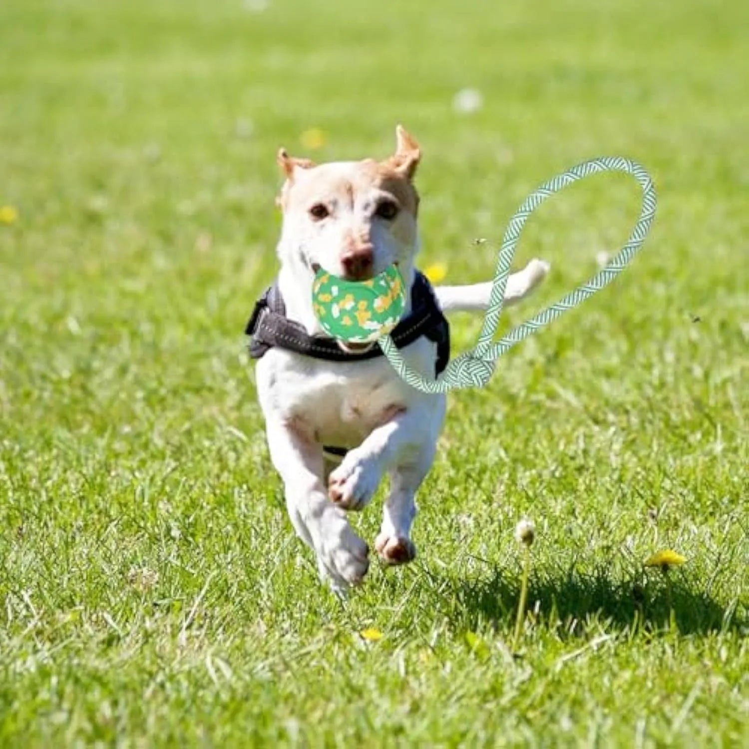 Natural rubber dog ball toy with a blue nylon rope attached for fetch and tug games.