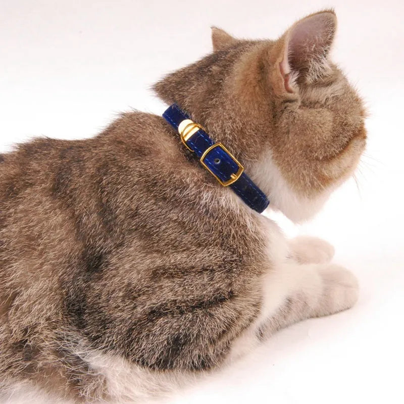 Soft flocking cat collar for small to medium cats in Blue colour on a white background