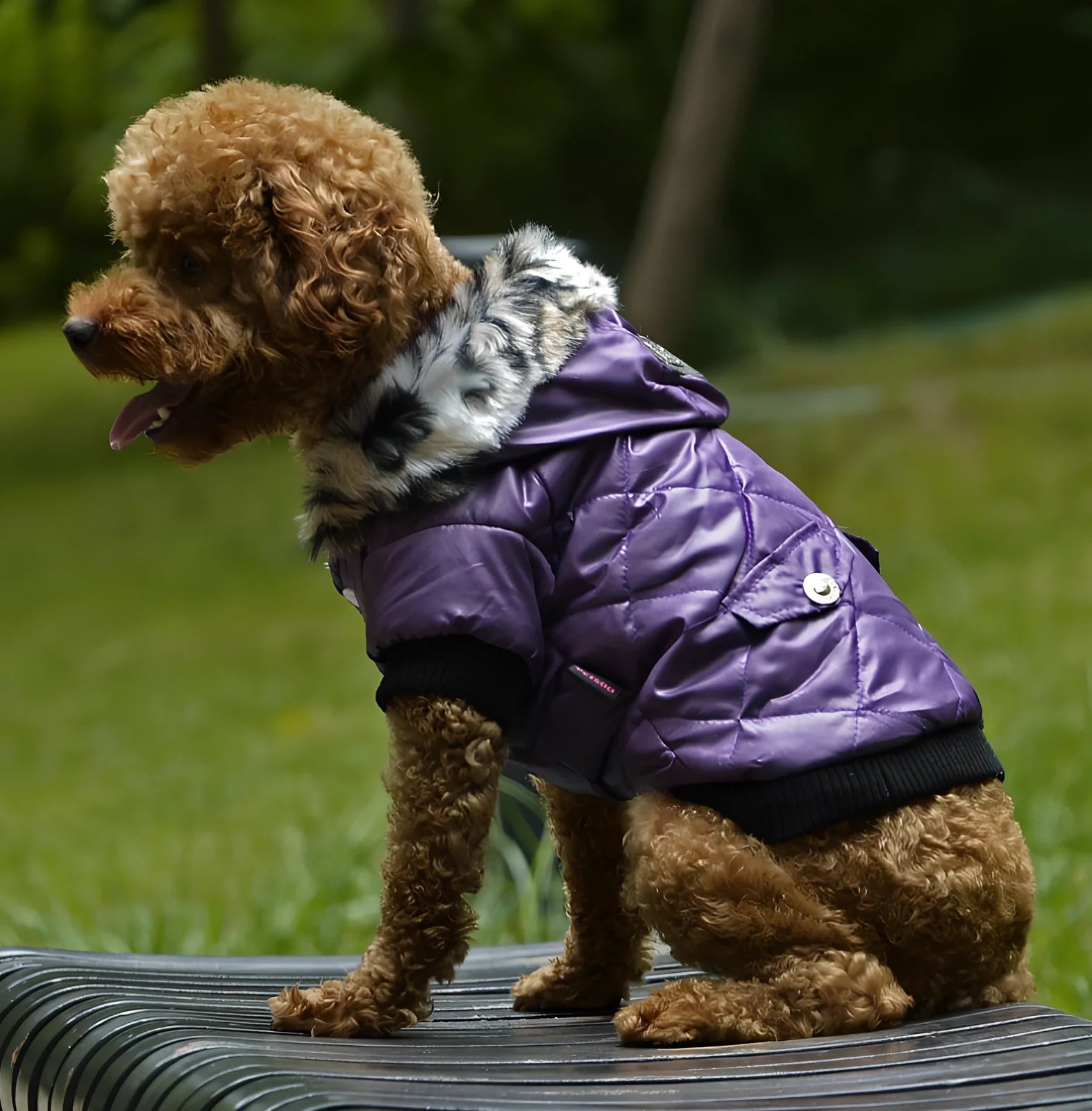 Black fur collar dog coat in M size, hooded with buttons, polyester fleece for winter warmth, 28cm back length