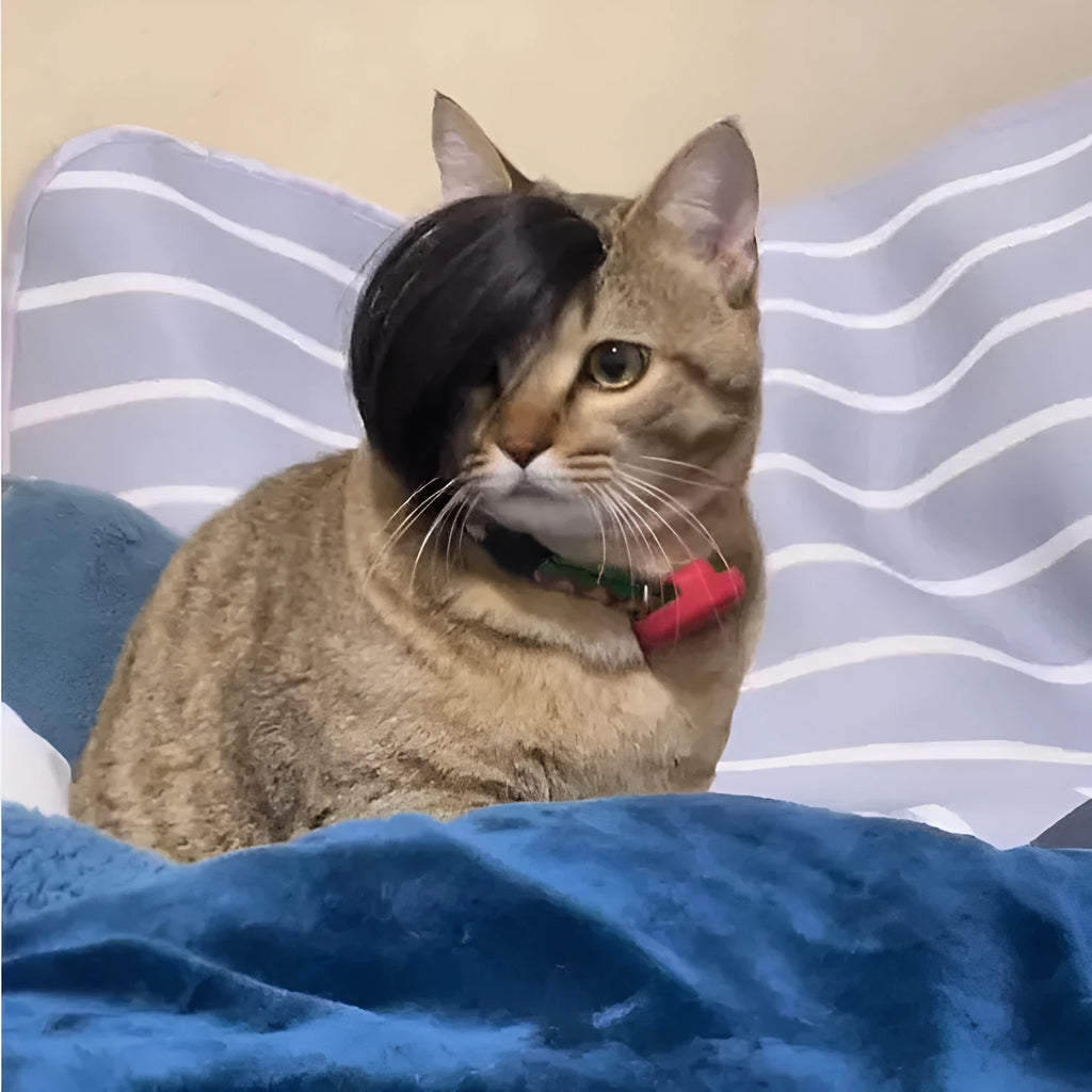 Black fox-style cat wig with imitation braid for pet dress up