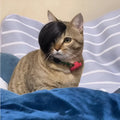 Black fox-style cat wig with imitation braid for pet dress up