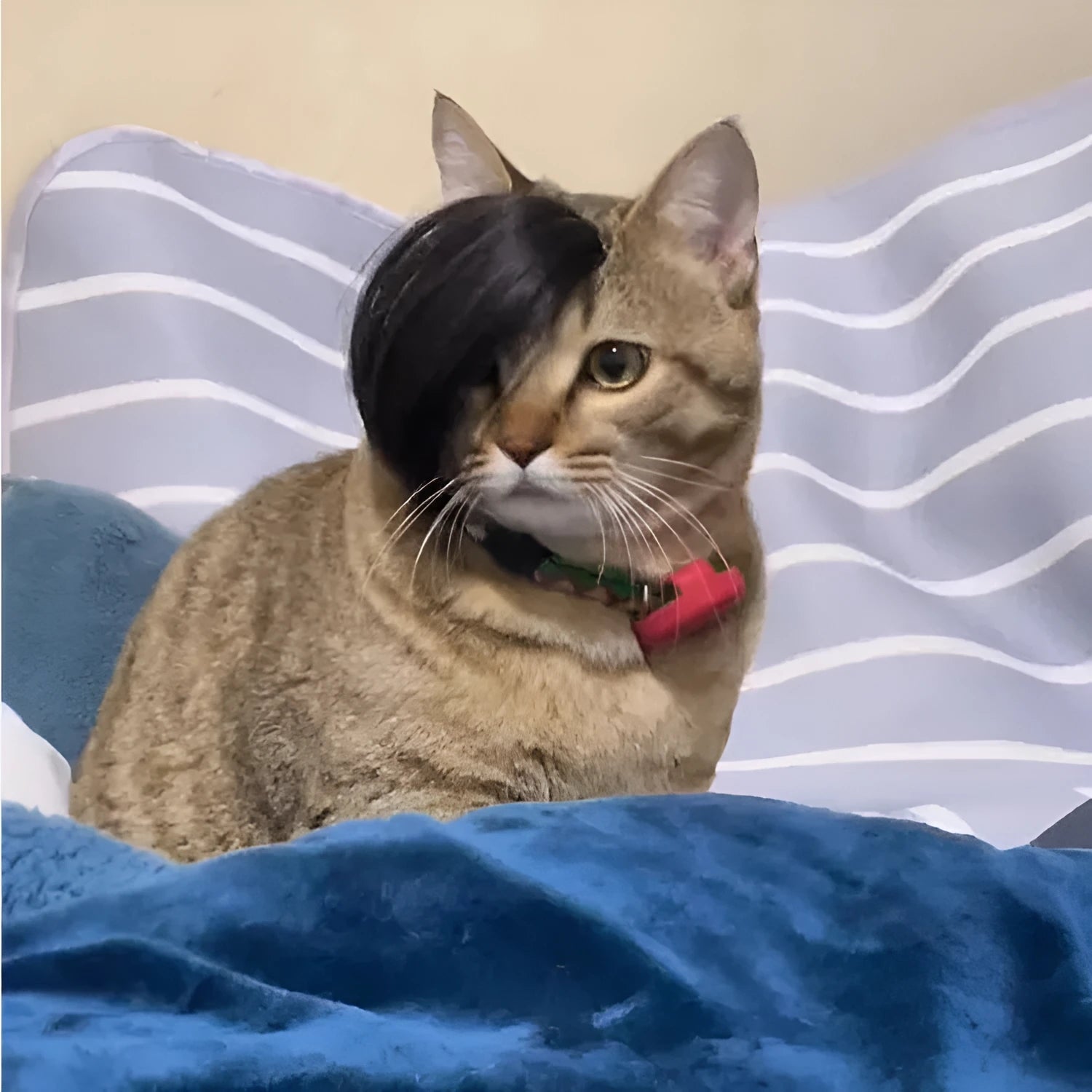 Black fox-style cat wig with imitation braid for pet dress up