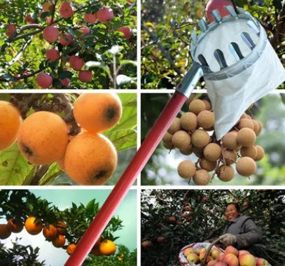 Silver metal fruit picker with serrated ring and cotton bag resting against an orchard tree