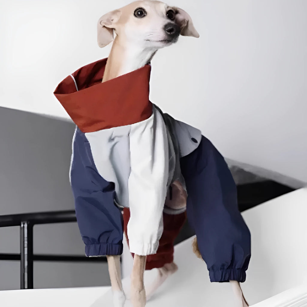 Blue four-legged polyester dog jacket on a medium-sized dog, outdoor setting