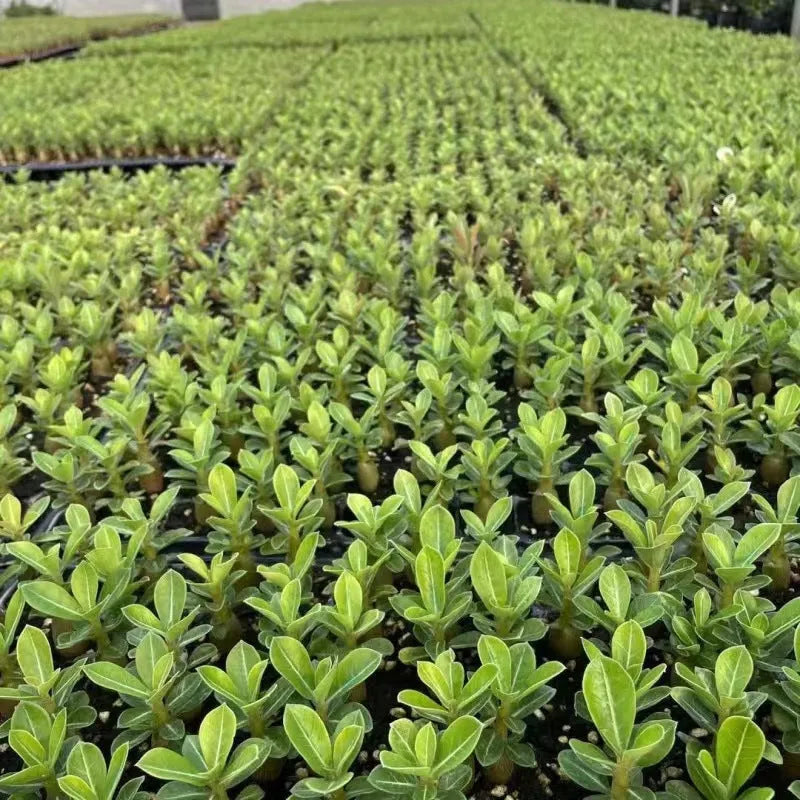 Bare root Desert Rose succulent seedlings ready for potting