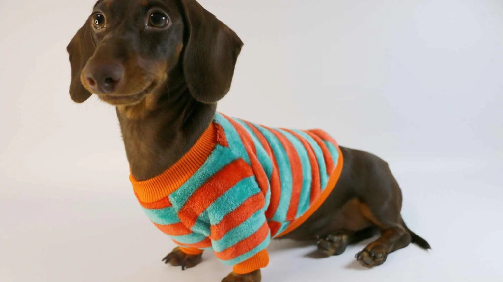 Pet dog wearing orange and white striped casual sweatshirt with round neck