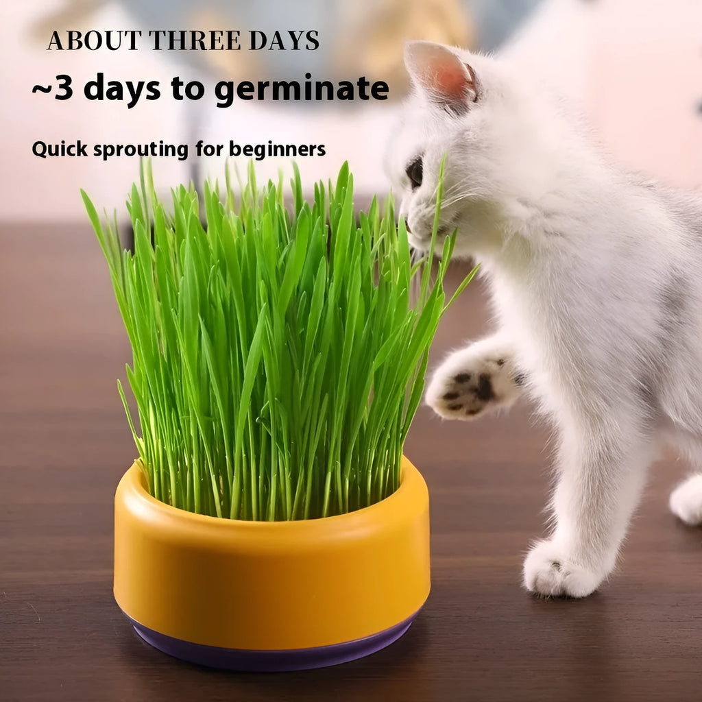 Blue hydroponic cat grass kit with seeds and a reusable growing cup