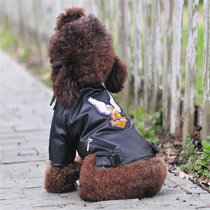 Small dog wearing an embroidered eagle faux leather jacket in chocolate brown, standing on a wooden floor