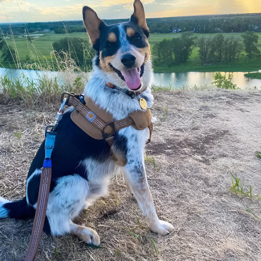 Dog chest strap training belt with reflective hand holding rope measuring 1.8 metres