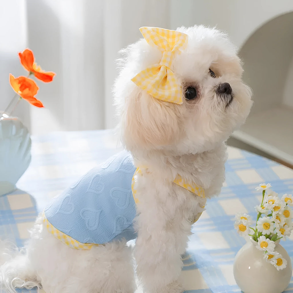 Small dog wearing a blue vest with a raised heart texture and bow suspenders on the front.