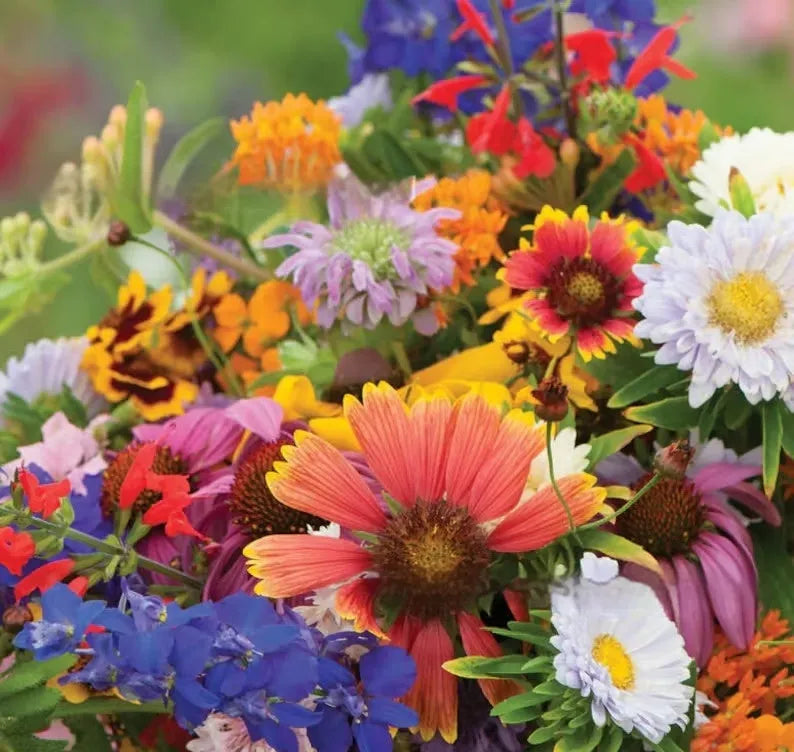 Packet of mixed wildflower seeds containing Purpleflower Holly Leaf, a cold and drought resistant grass variety.