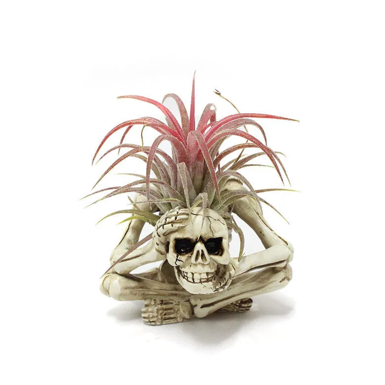 Gothic skull-shaped resin bracket for Tillandsia air plants on a wall.