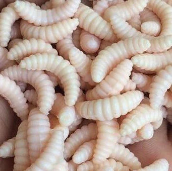 50 artificial maggot fishing lures showing segmented body design and colour variations