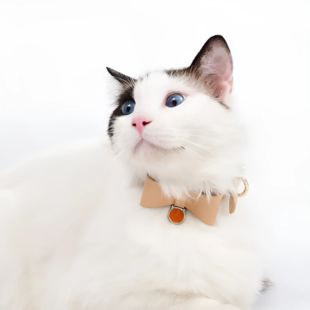 Brown leather cat collar with metal buckle on a white background