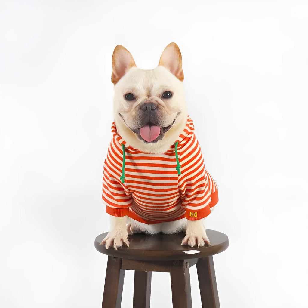 Orange cotton dog hooded sweater with Jarre Aero Bull Pug style on a mannequin.