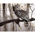 Owl digital painting kit showing 40x50cm numbered canvas, acrylic paints, and nylon brushes