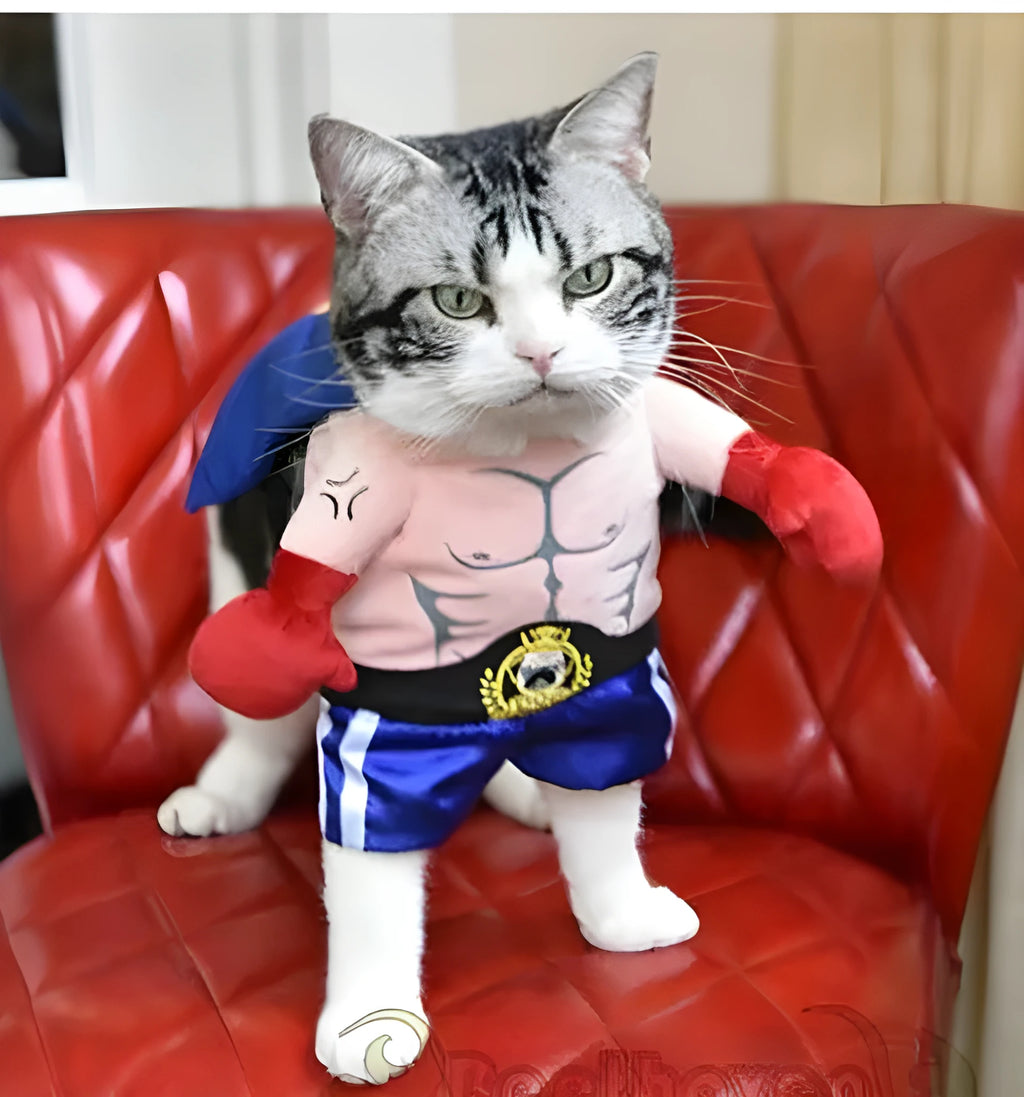 Blue boxer cat costume for cats in size S to XL made from polyester